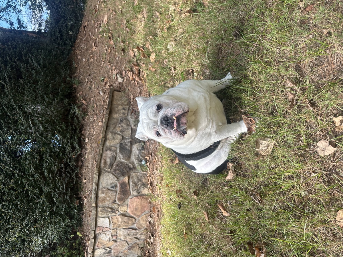Po the dog