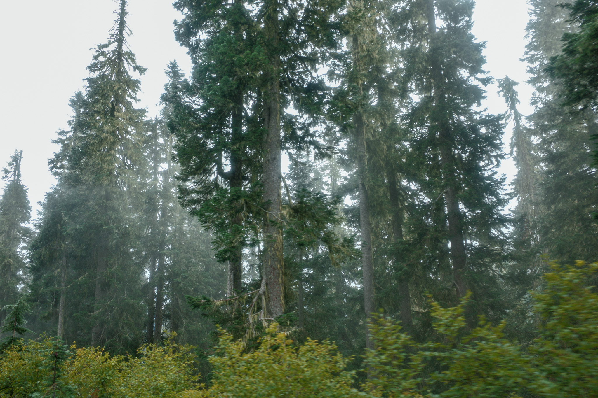 Ricoh GR IV photo