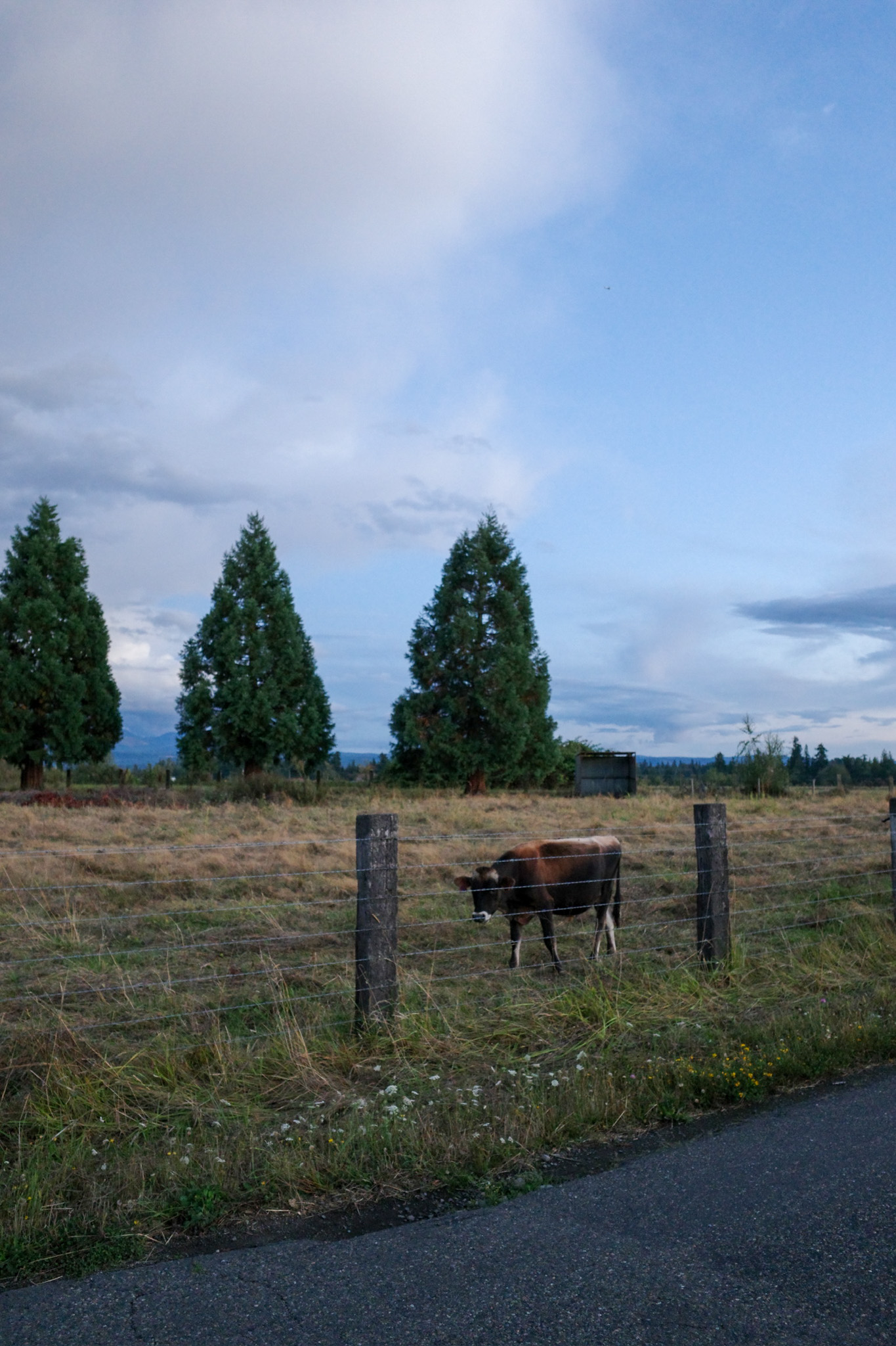 Ricoh GR IV photo
